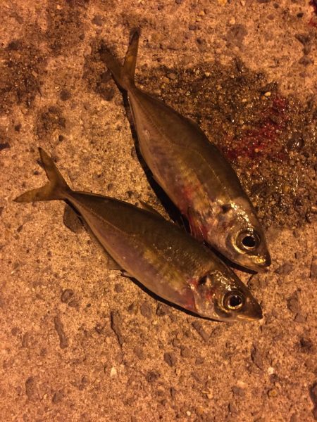 アジング　メバリング